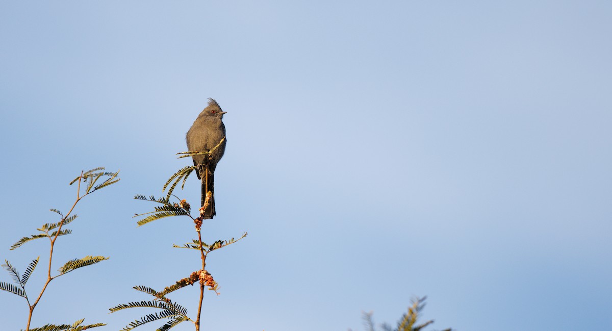 Phainopepla - ML647091575