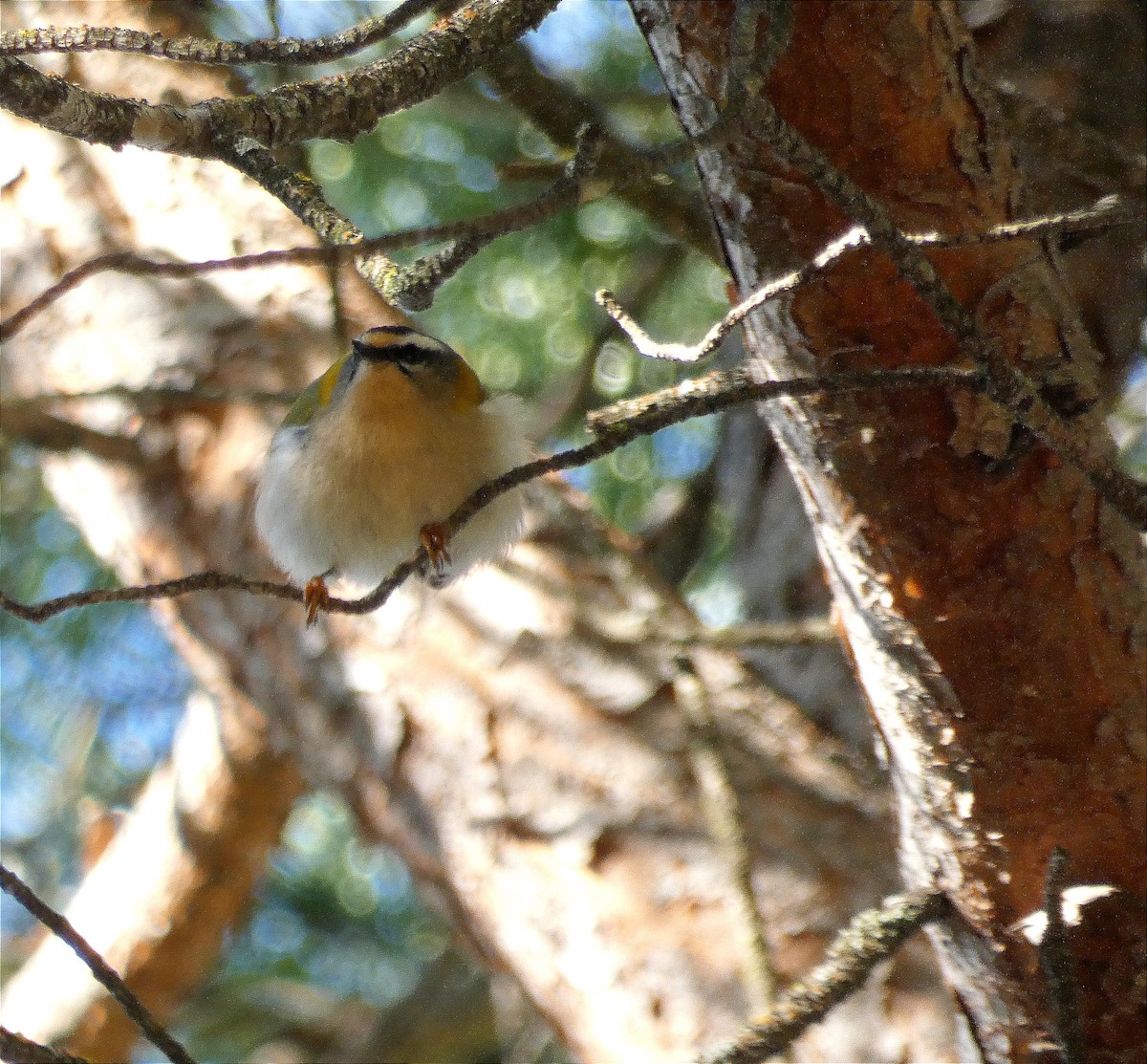 Common Firecrest - ML647091576