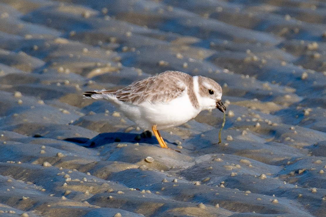 Piping Plover - ML647091580