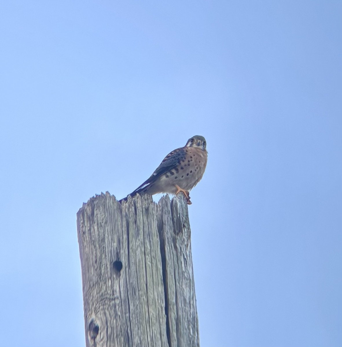 American Kestrel - ML647091583