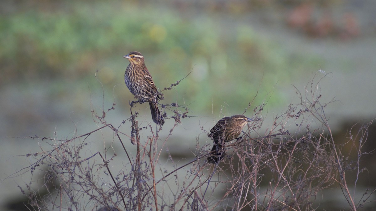 Red-winged Blackbird - ML647091584