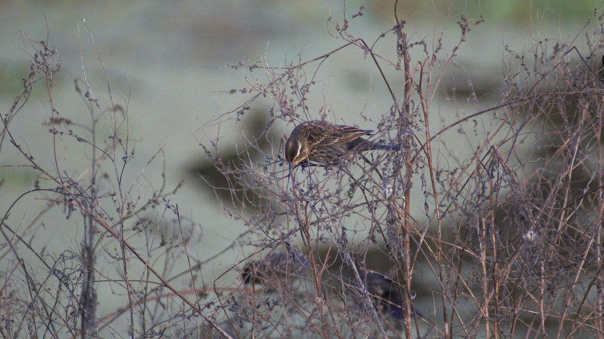 Red-winged Blackbird - ML647091585
