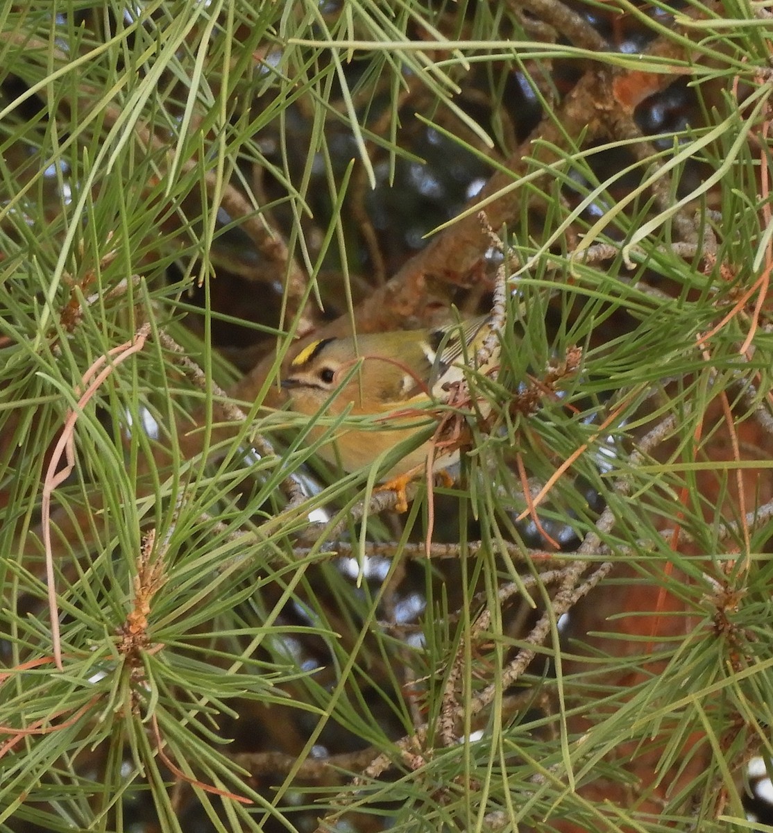 Goldcrest - ML647091588