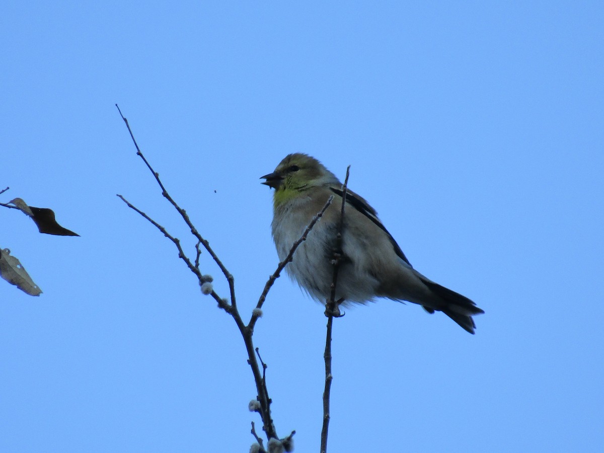 Goldzeisig - ML647091591