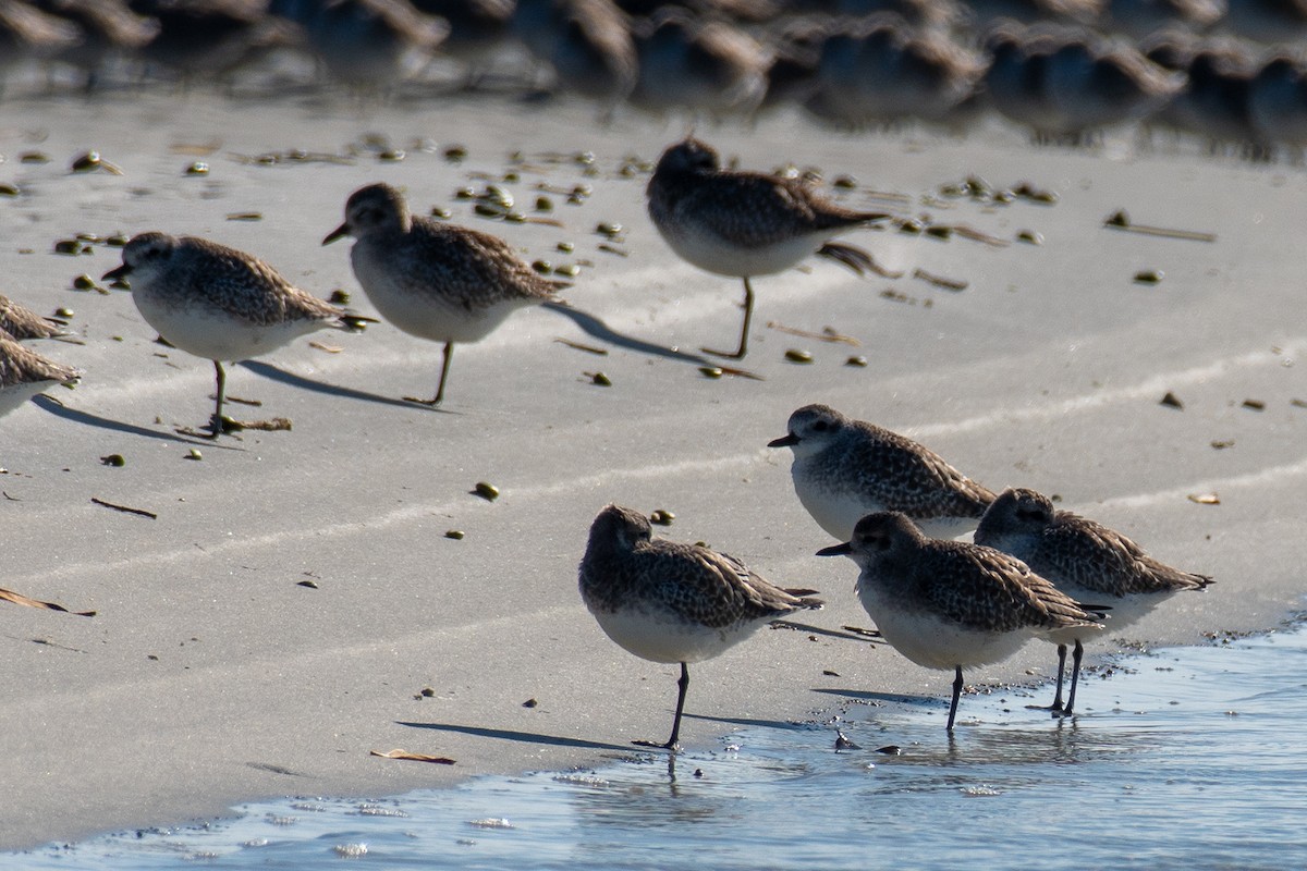 Red Knot - ML647091595