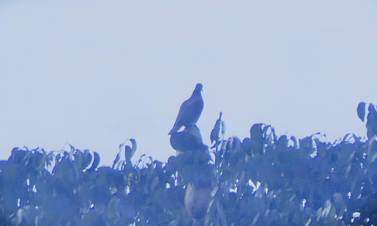 コバシバト - ML647091596