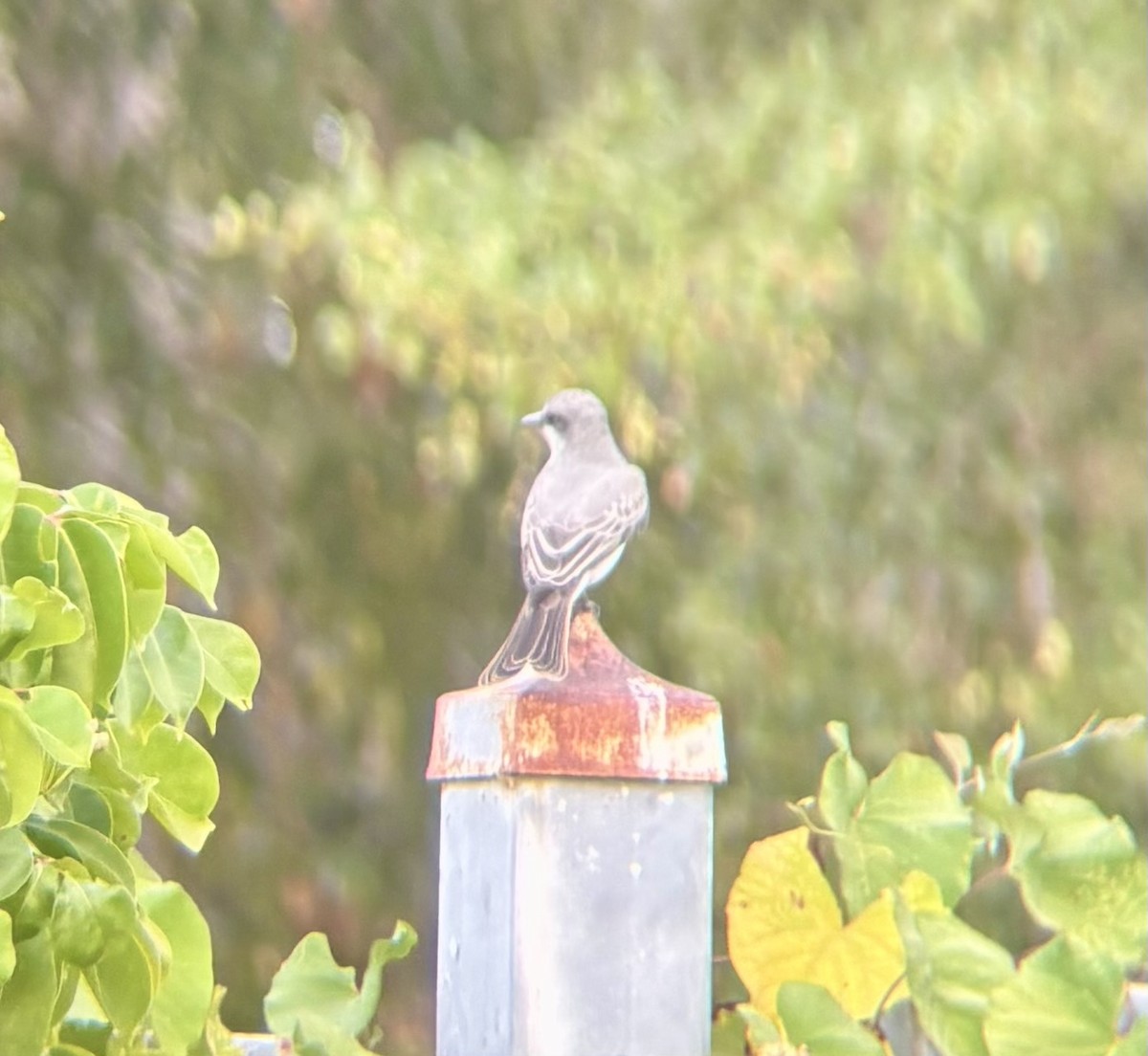 Gray Kingbird - ML647091597