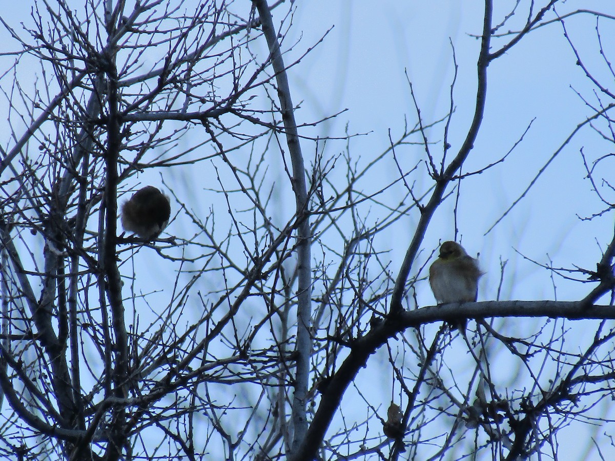 Goldzeisig - ML647091602