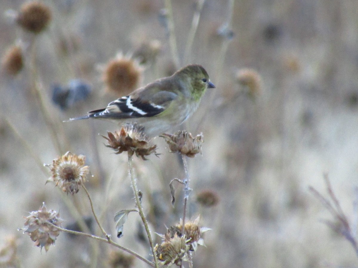 Goldzeisig - ML647091605