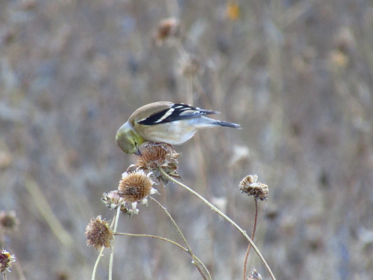 Goldzeisig - ML647091606