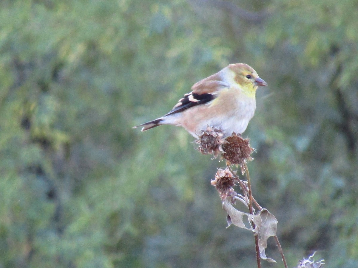 Goldzeisig - ML647091608