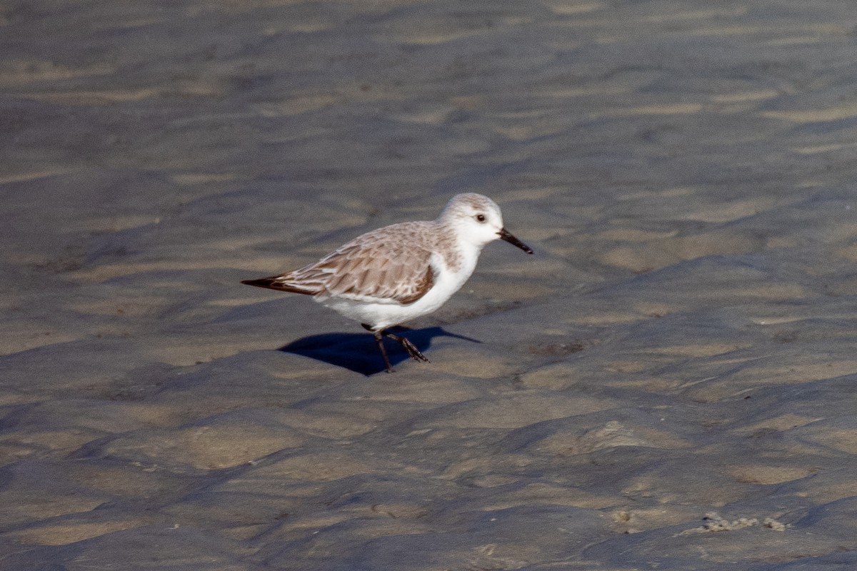 Sanderling - ML647091609
