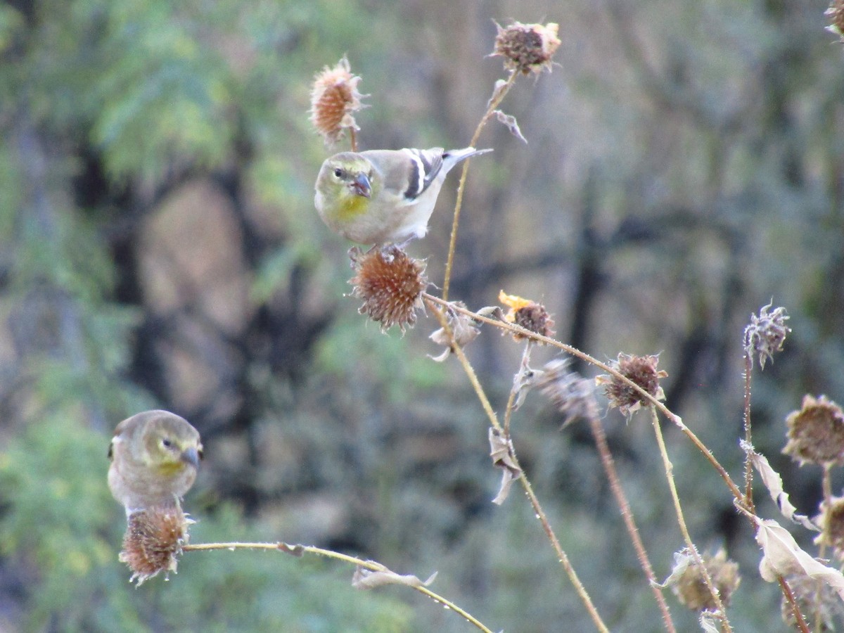 Goldzeisig - ML647091610