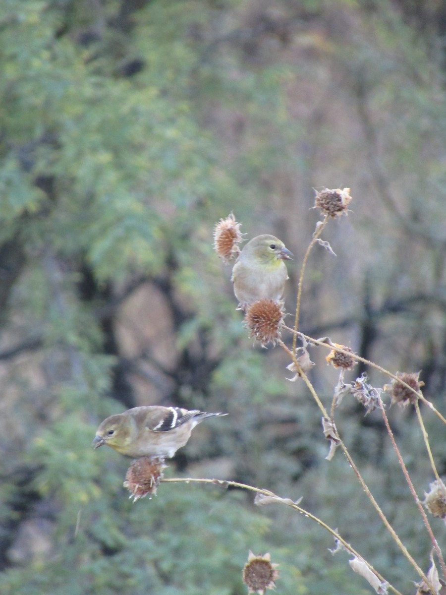 Goldzeisig - ML647091611