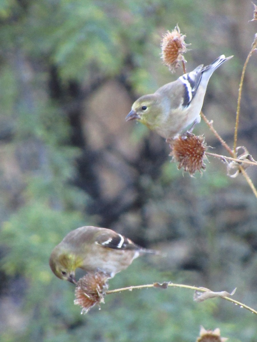 Goldzeisig - ML647091613