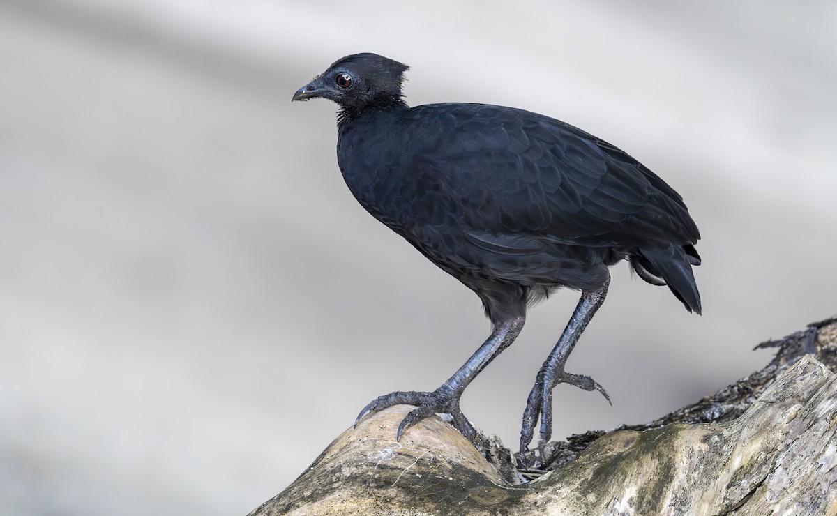 Dusky Megapode (Dusky) - ML647091614