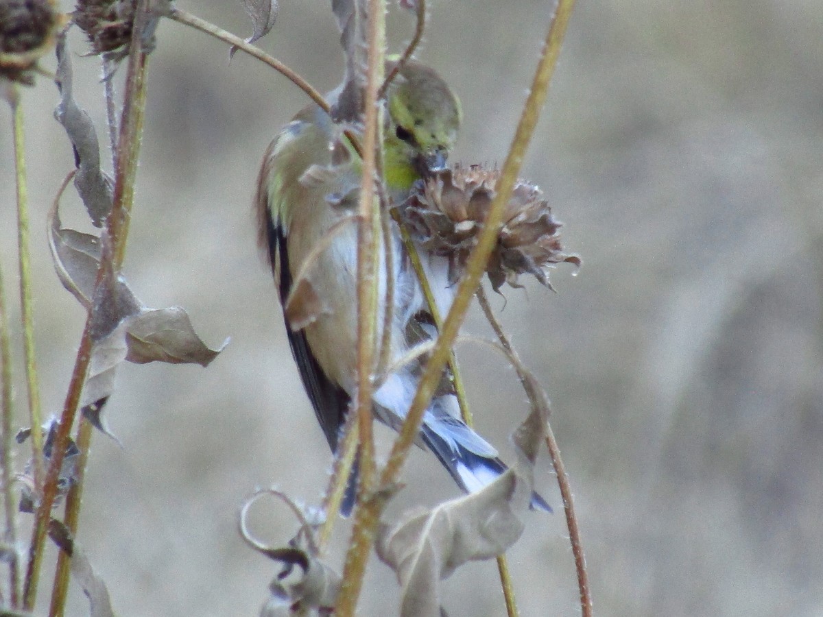 Goldzeisig - ML647091615