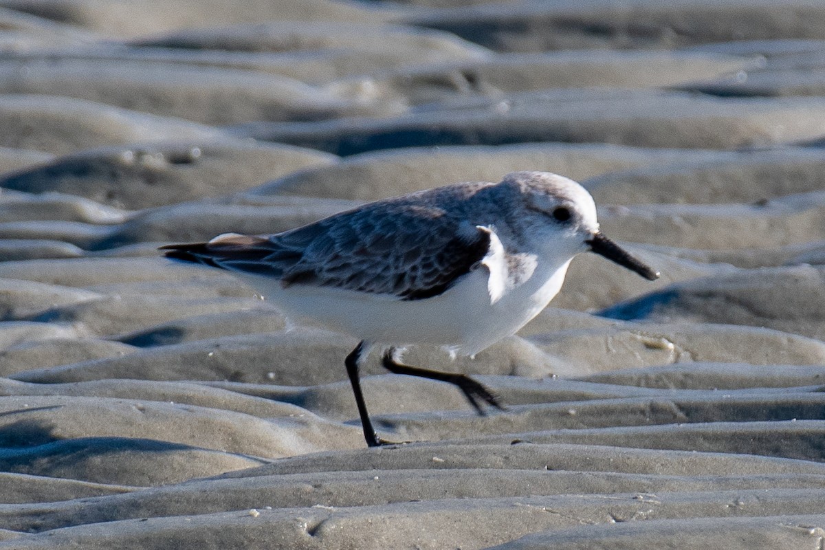 Sanderling - ML647091616