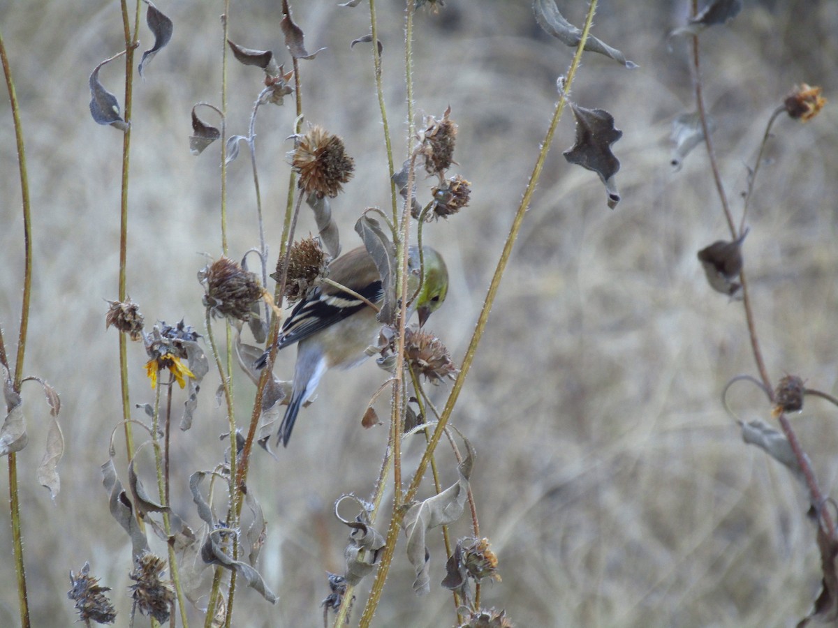 Goldzeisig - ML647091617