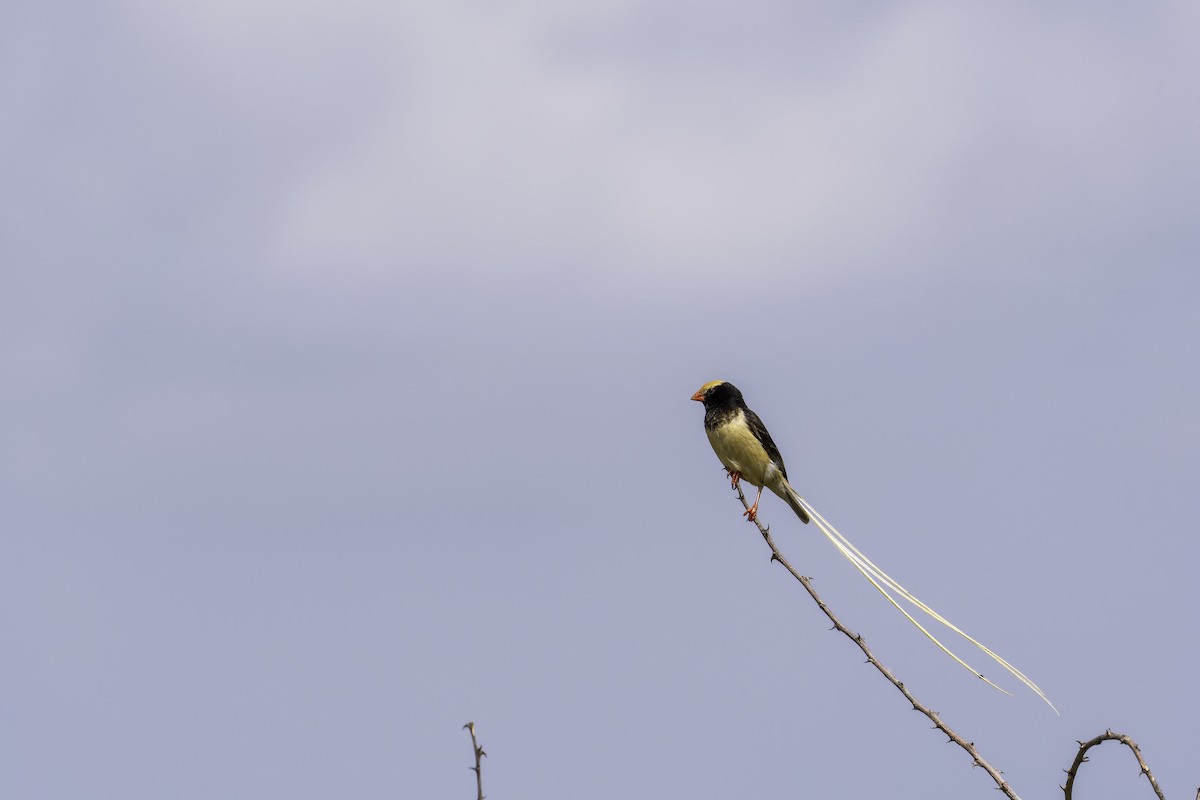 Straw-tailed Whydah - ML647091618