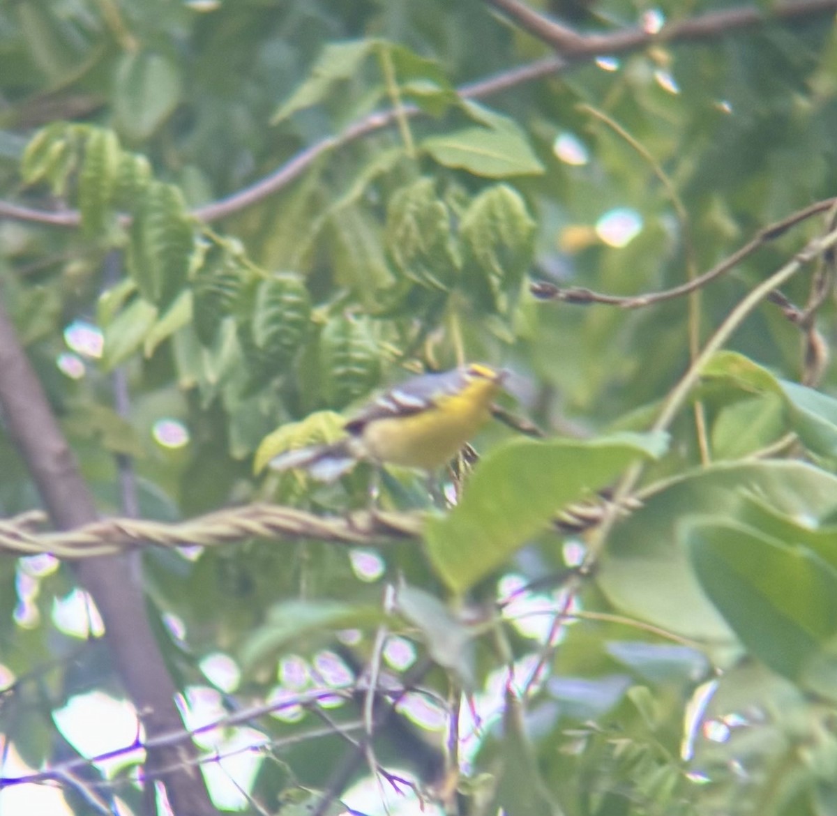 Adelaide's Warbler - ML647091619