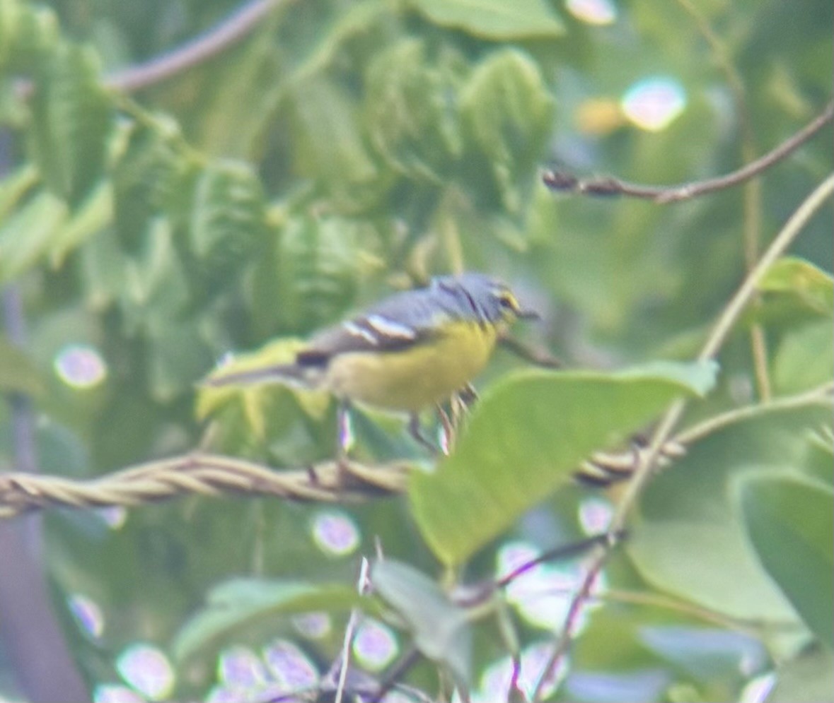 Adelaide's Warbler - ML647091620