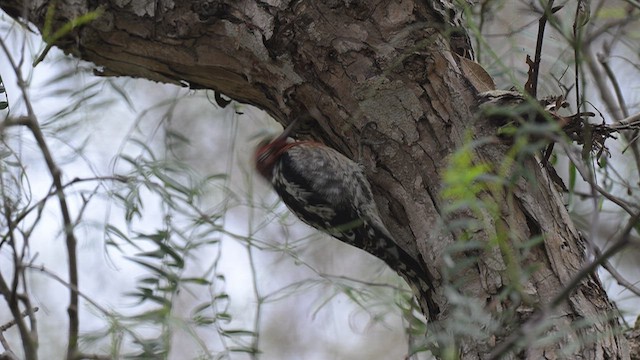 Red-breasted Sapsucker - ML647091626
