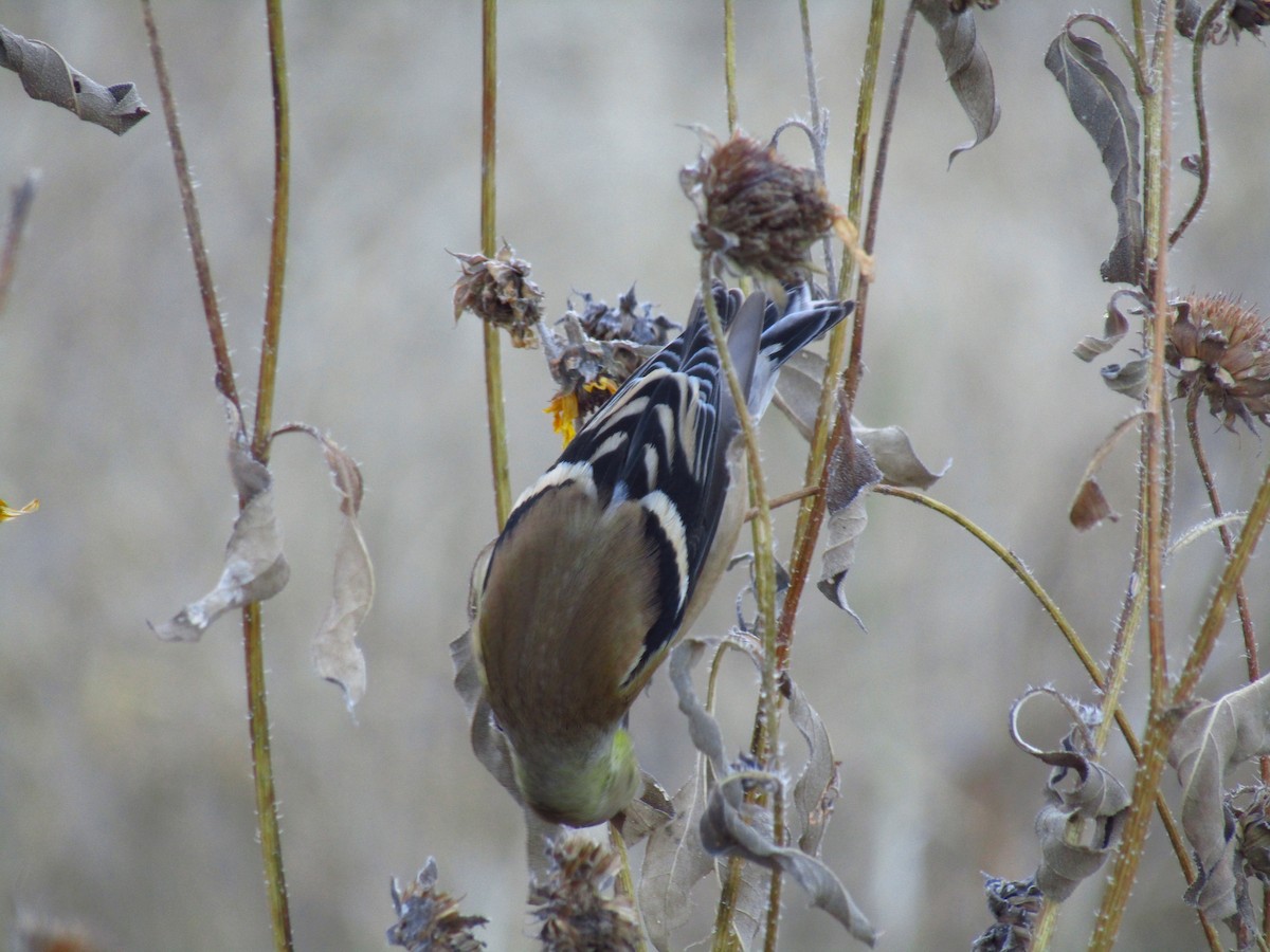 Goldzeisig - ML647091628