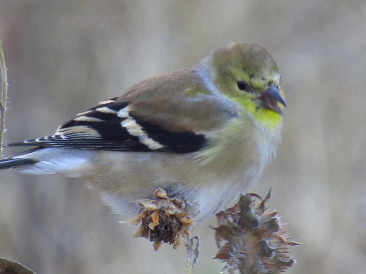 Goldzeisig - ML647091629