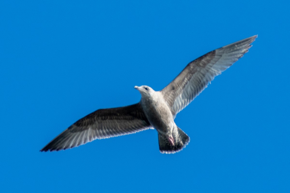 American Herring Gull - ML647091636
