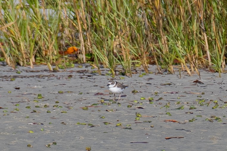 Wilson's Plover - ML647091651