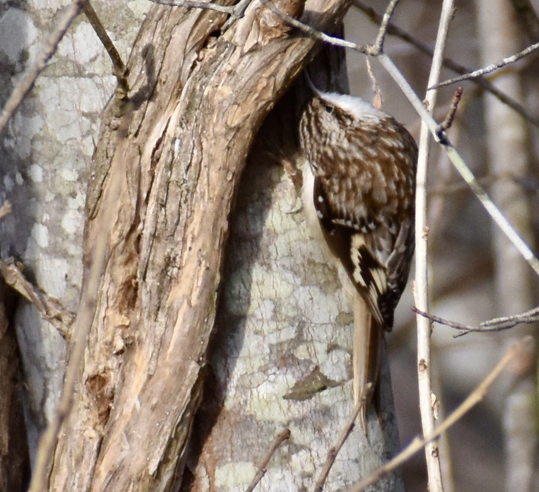 Brown Creeper - ML647091655