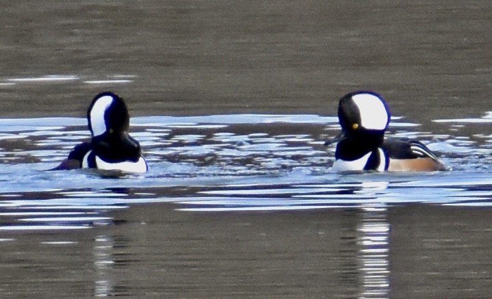 Hooded Merganser - ML647091656