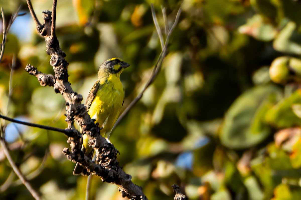 Kara Bıyıklı Sarı İskete - ML647091658