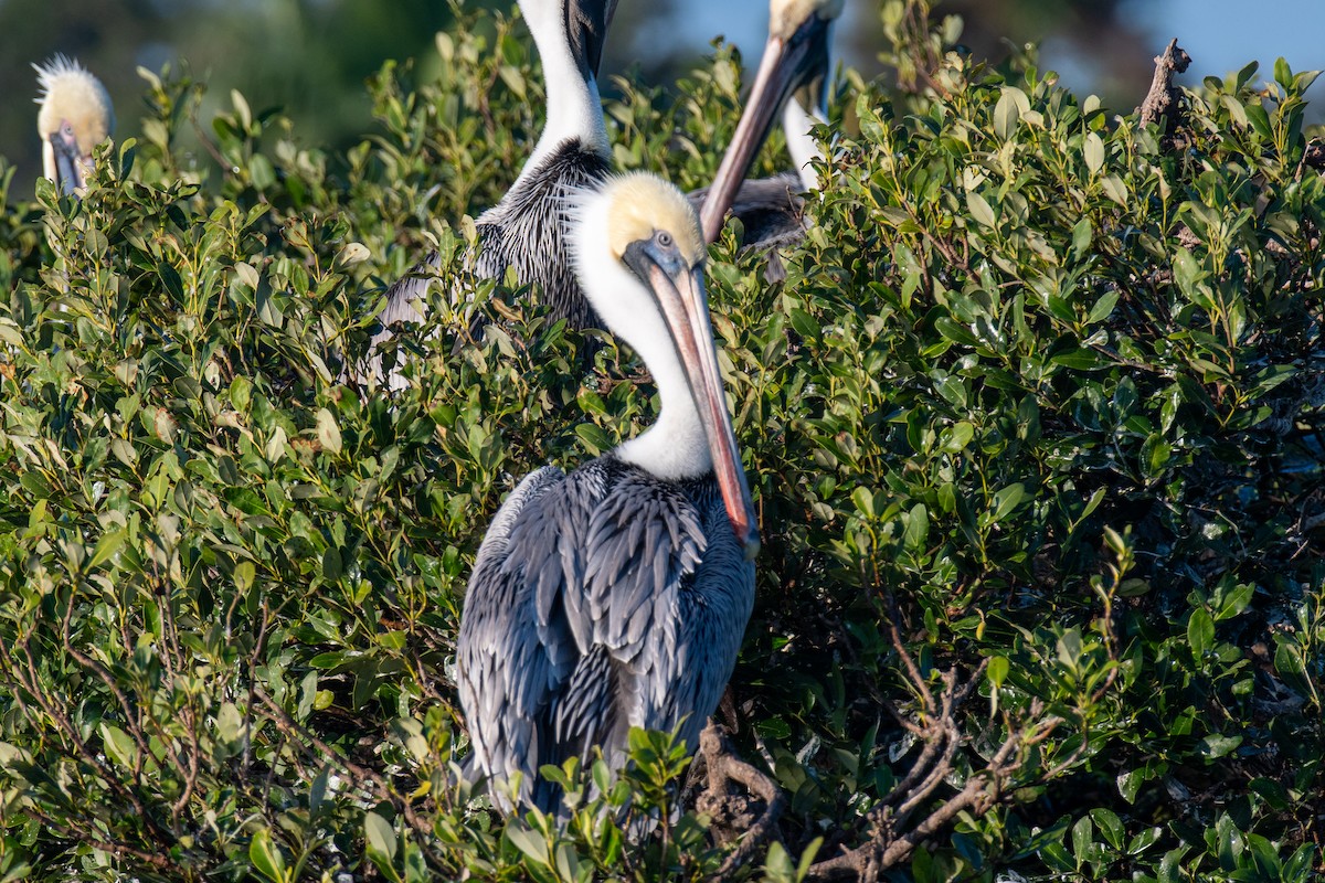 Brown Pelican (Atlantic) - ML647091688
