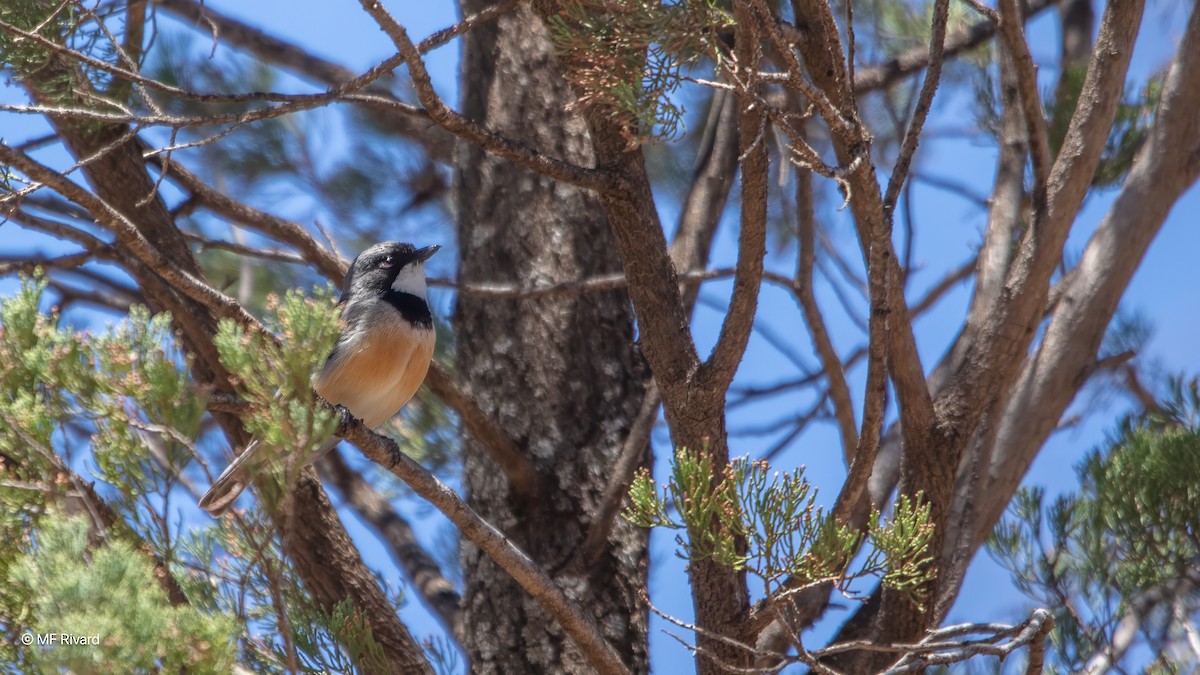 Rufous Whistler - ML647091689
