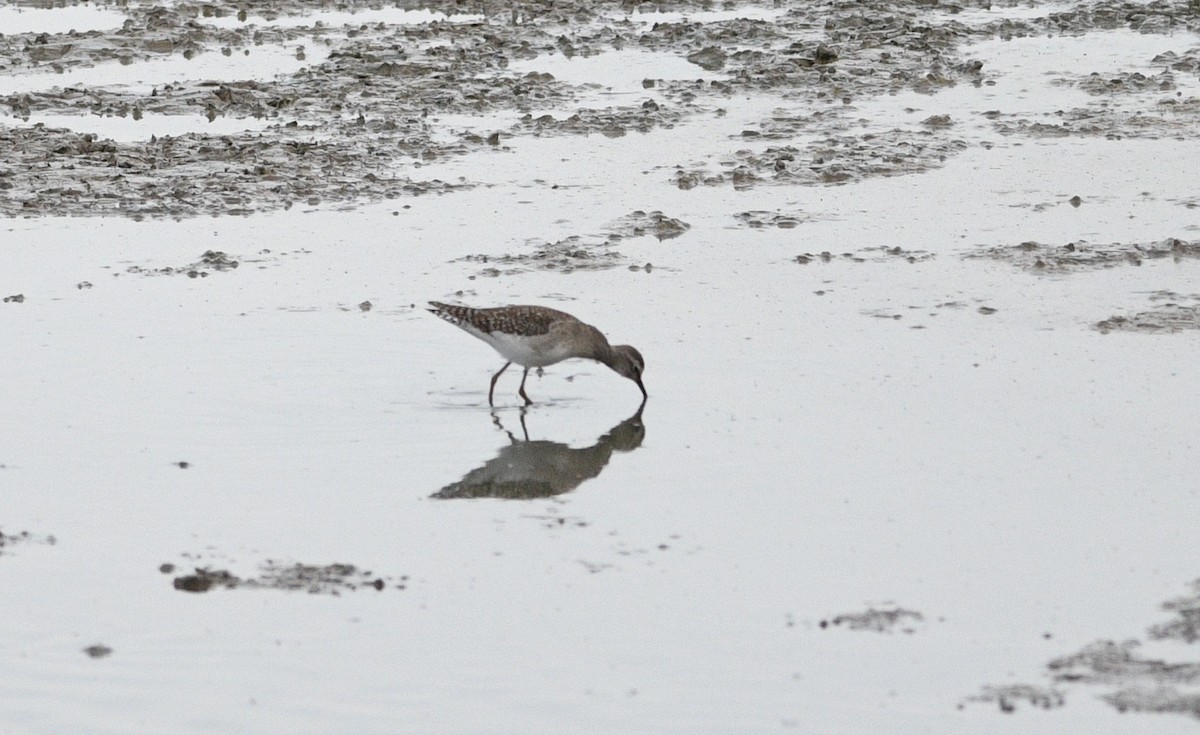 Bruchwasserläufer - ML647091700