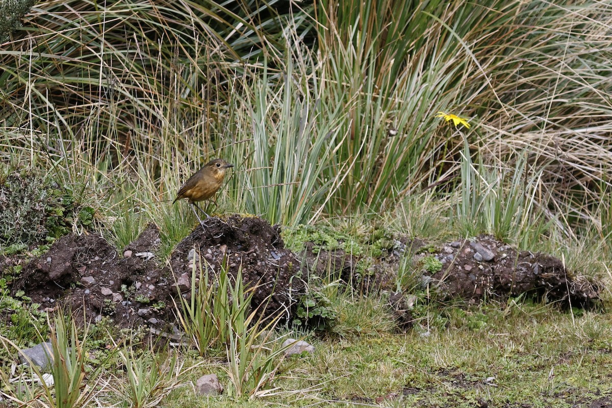 Tawny Antpitta - ML647091738