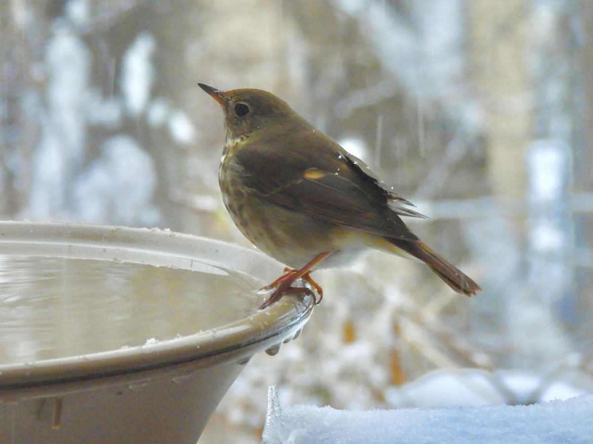 Hermit Thrush - ML647091749