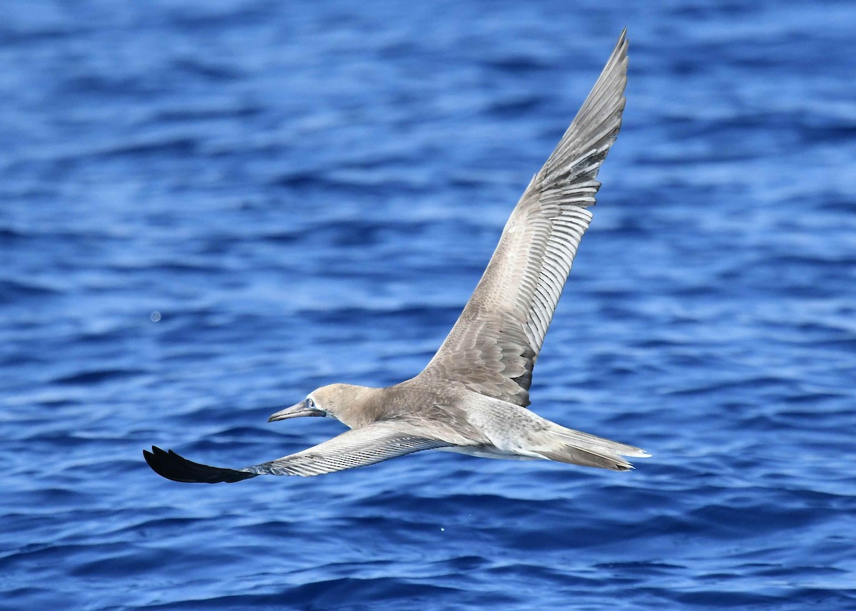 Сула червононога - ML647091768