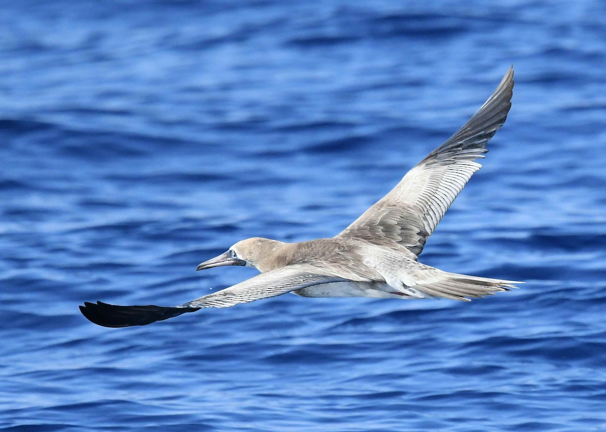 Сула червононога - ML647091771