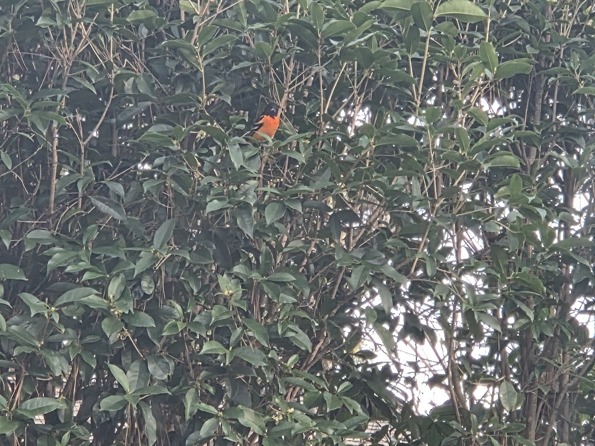 Baltimoretrupial - ML647091779