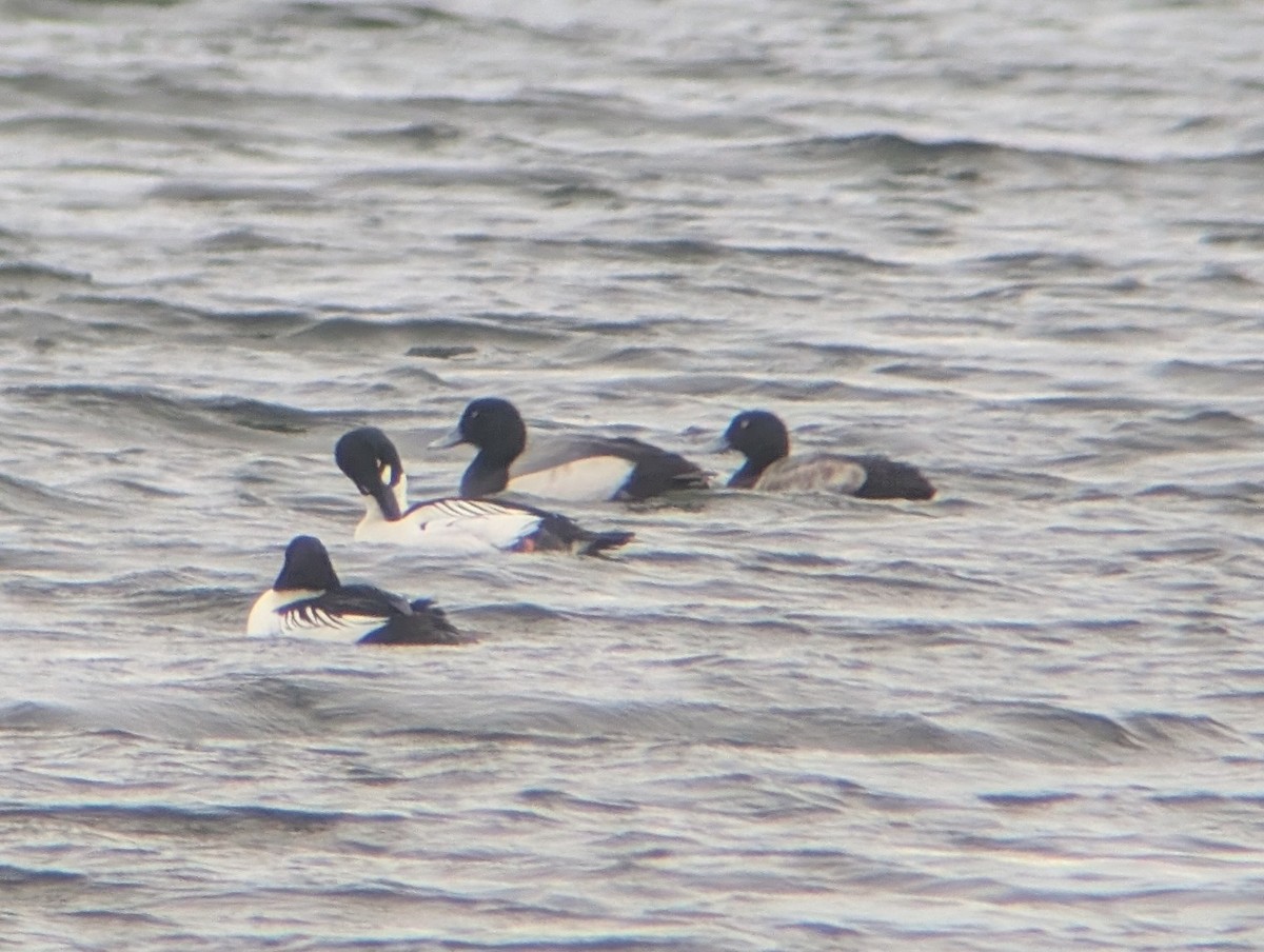 Тэнгисийн шумбуур - ML647091782