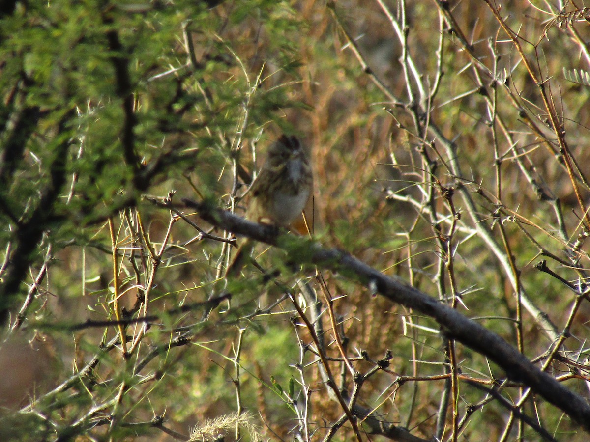 Lincoln's Sparrow - ML647091783