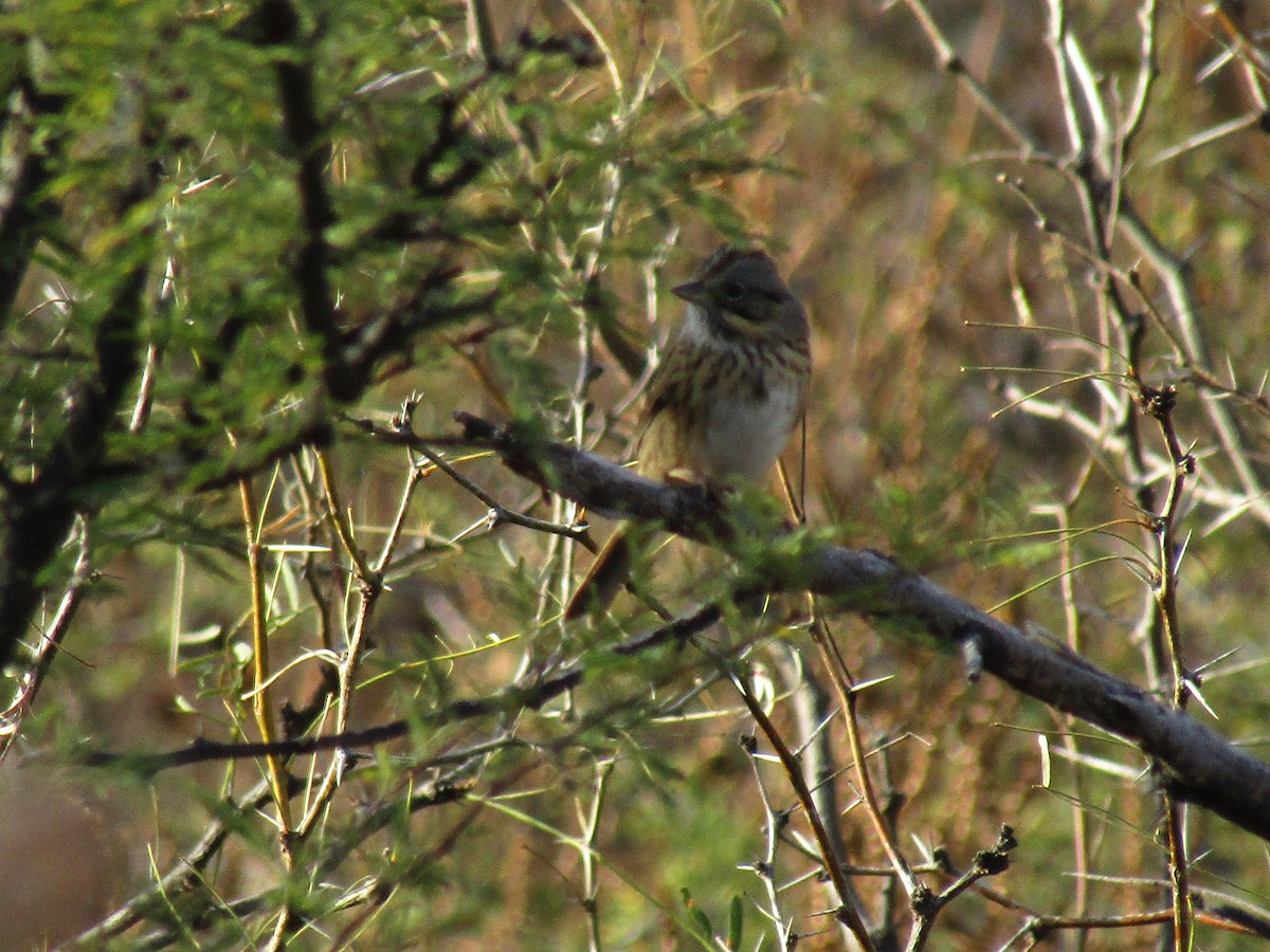 Lincoln's Sparrow - ML647091785