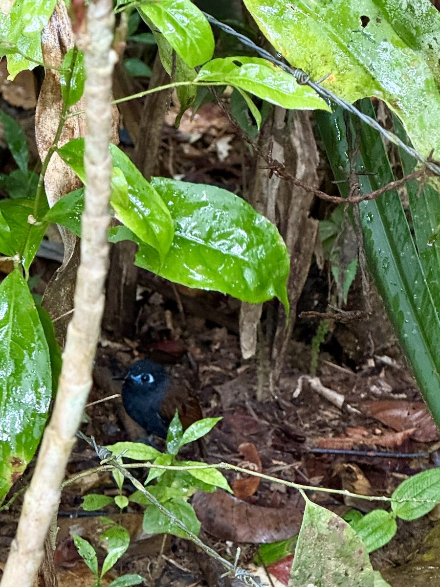 Chestnut-backed Antbird - ML647091786