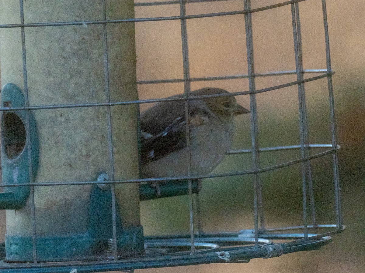 Goldzeisig - ML647091788