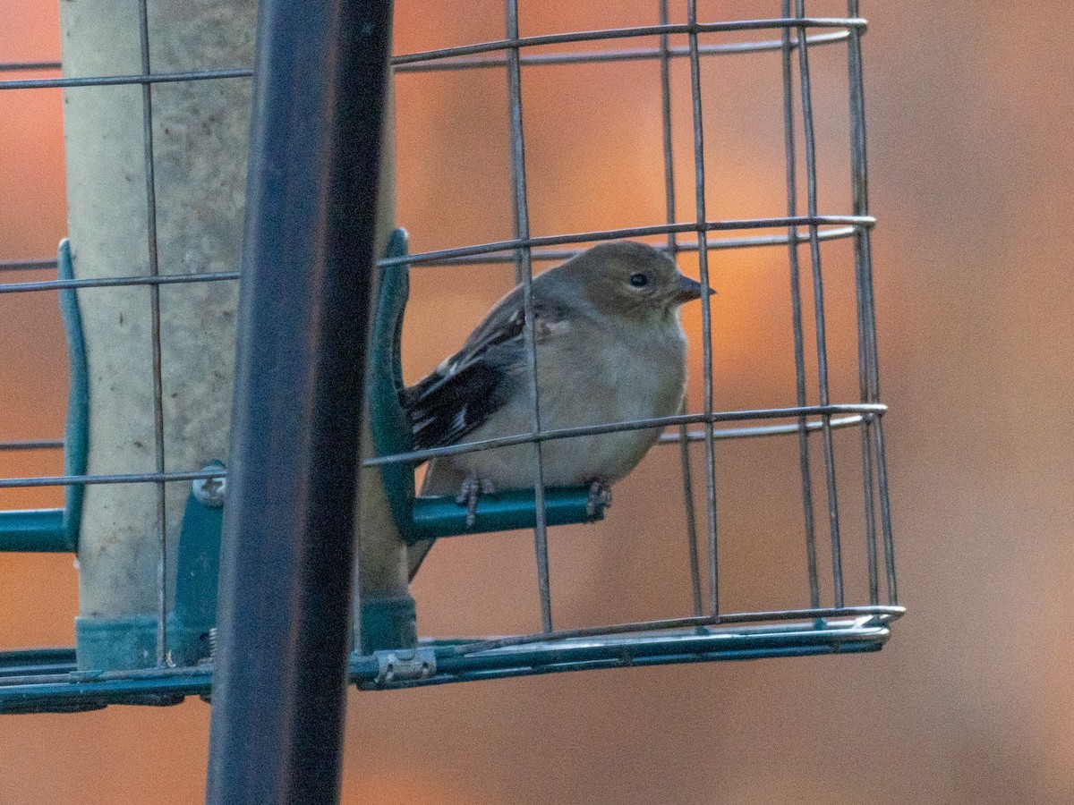 Goldzeisig - ML647091789