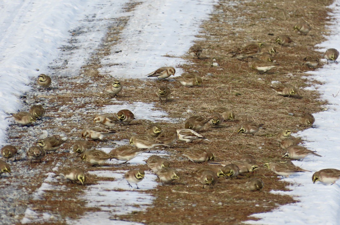 Horned Lark - ML647091793
