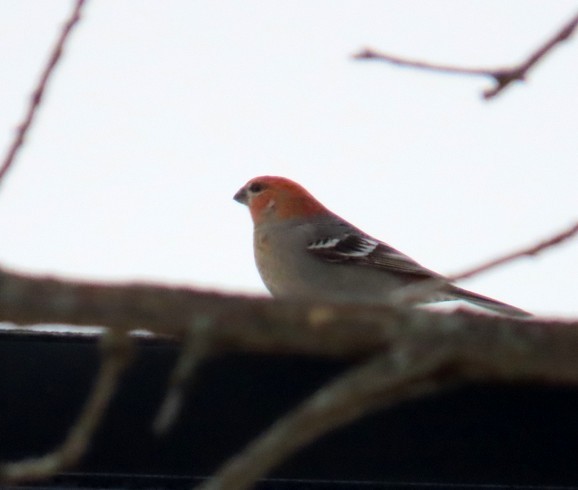 Pinu-gailupa - ML647091807